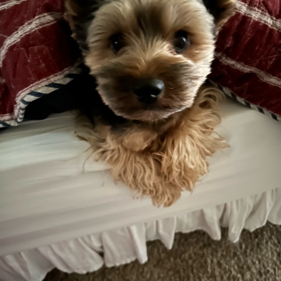 Meet your Posher, Susan - Picture 5 of 8